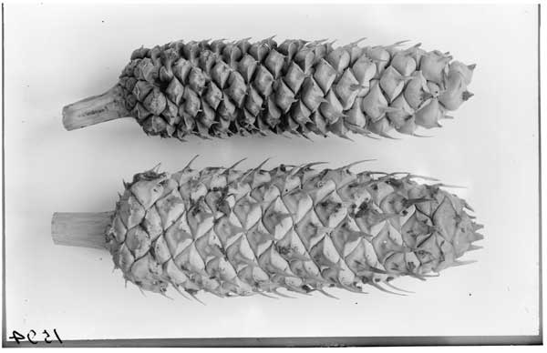 Macrozamia spiralis.
Carpellate cones.