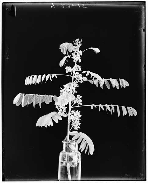 Cassia marilandica.