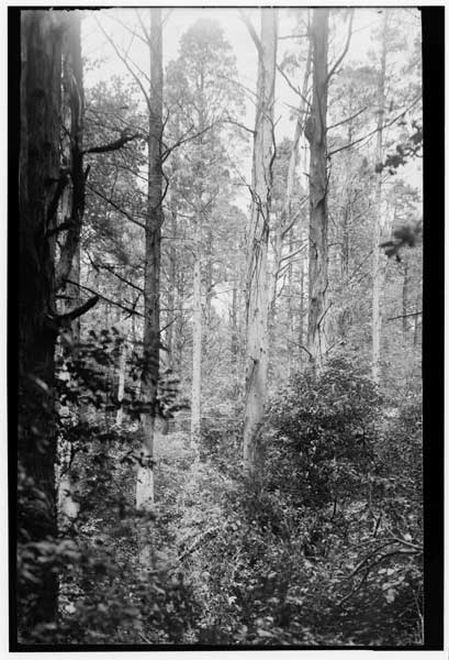 White cedar
Interior of swamp