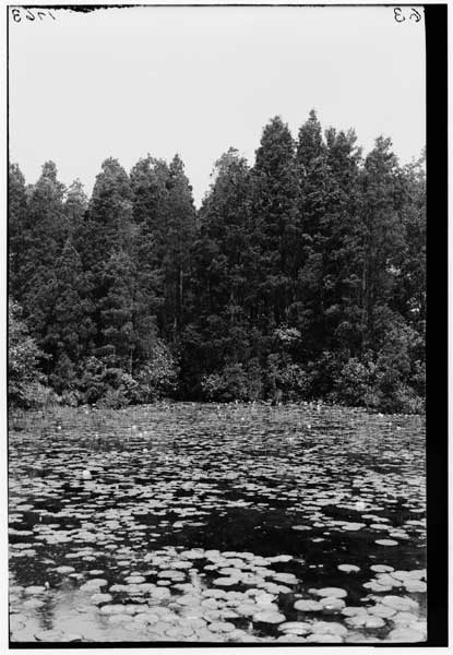 White cedar.
Upper end of swamp.  Merrick, LI 
(Chamaecyparis thyoides)