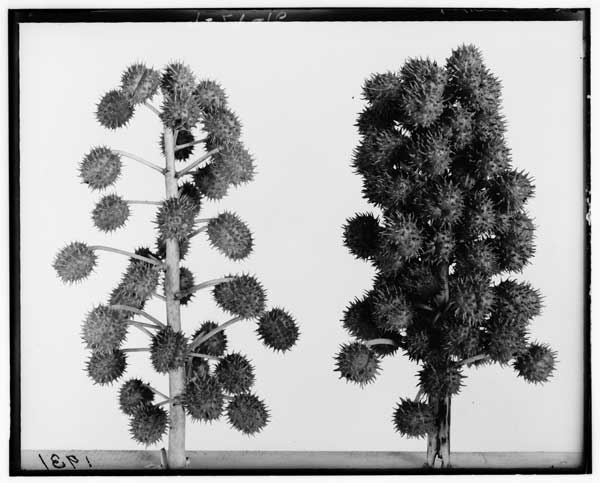 Ricinus communis
Variation in fruit spike of castor oil bean
(Dense + loose forms)