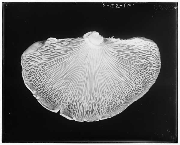 Pleurotus Ostryatus
(Oyster mushroom)