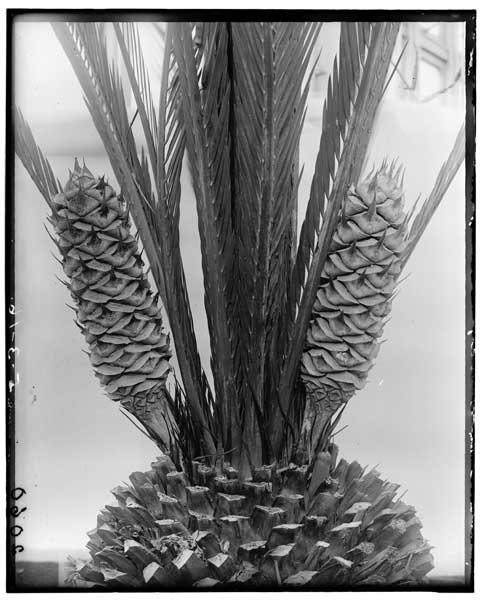 Macrozamia Moorei showing two carpellate cones.