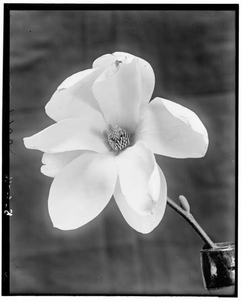 Magnolia sp.
Flower.
