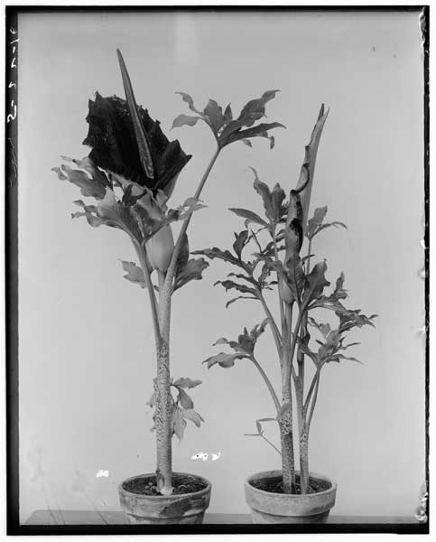 Amorphophallus sp. (Black calla).
In bud and full bloom.