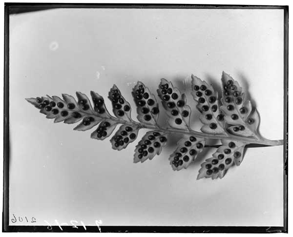 Sori of fern.
Polystichum Coriaceum.
P. adiantiforme.  Forst. - J. Smith