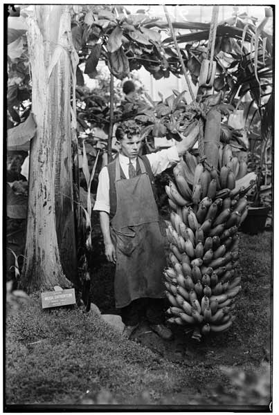 Banana in Economic House- The 1916 bunch.