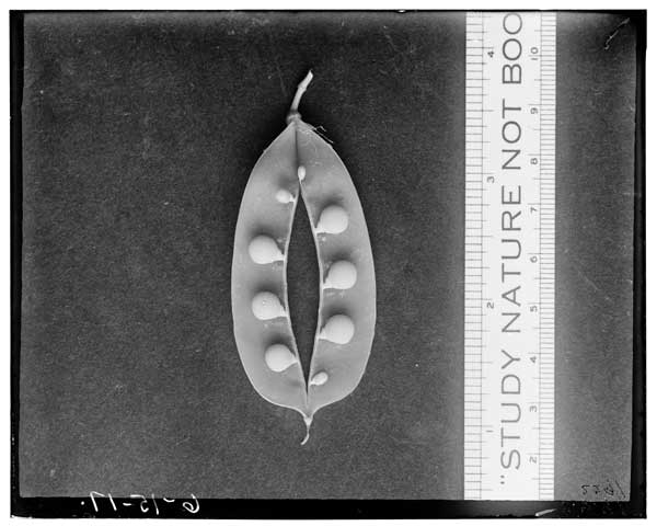 Pisum elatius.
Pod of P218 form Tiflis seed showing struggle of the ovules.