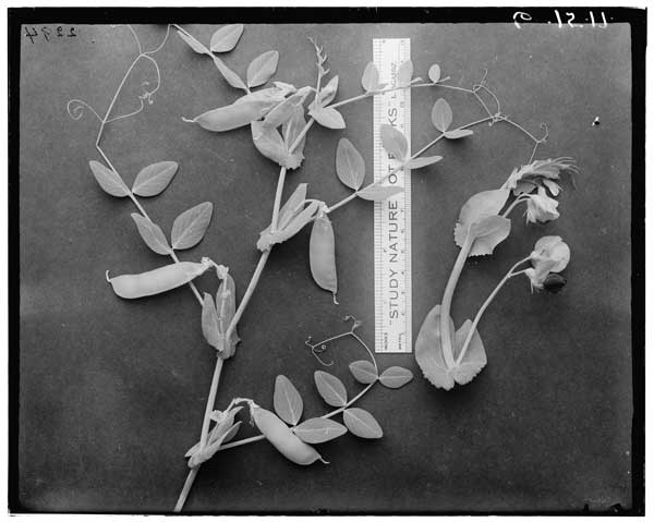 Pisum elatius.
P41 - Flowers & full matured pods.