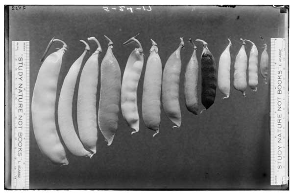 Pisum Pods.  Variation in size (length, width, and shape).
