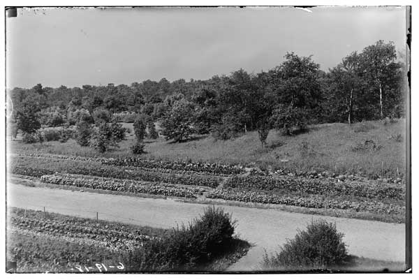 War Gardens 1918.
W. of N.W. Greenhouse.