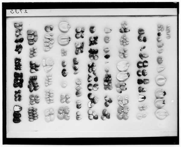 Zea Mays.
Showing varieties of corn differing in size, shape & type of grain.