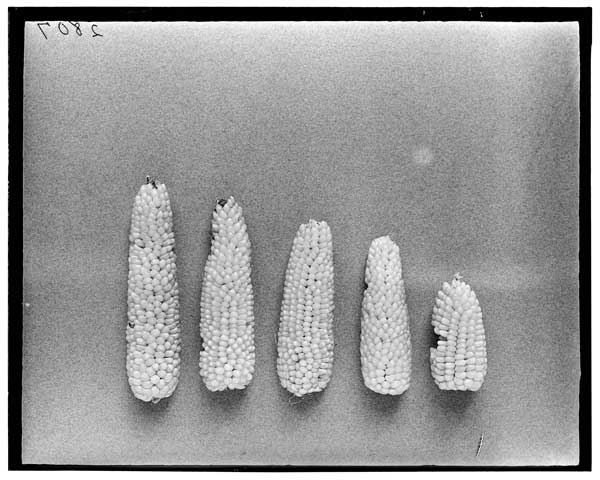 Zea Mays.
(F3- 1Y -116) showing range in ear length X breeding true of grain char.