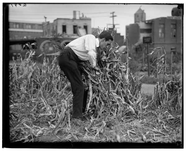 Corn,
Harvesting of.
Gordon Utter collecting bundles for the shock..