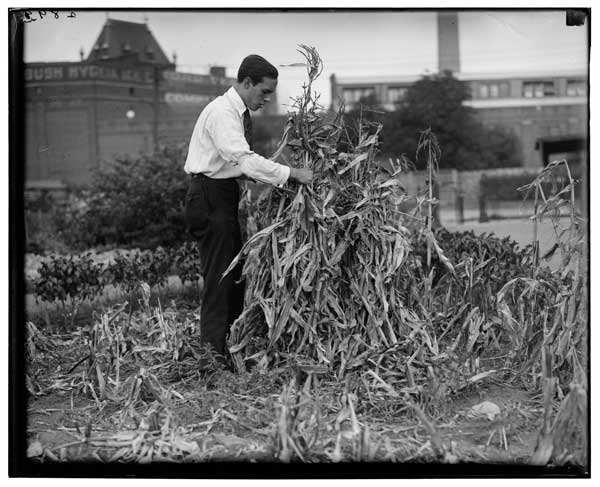 Corn,
Harvesting of.
Gordon Utter making the shock.
