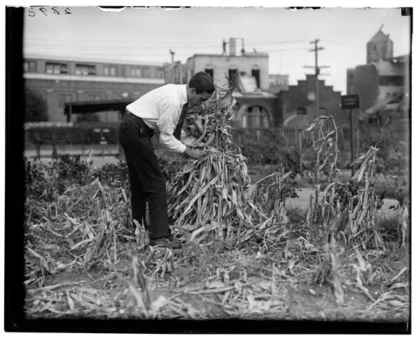 Corn,
Harvesting of.
Gordon Utter tying the shock.