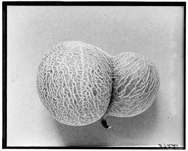Musk Melon.
Fruit, double