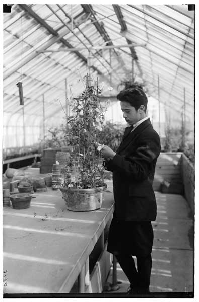 Greenhouse work.
Adolph Weiss with pot of sweet peas for Christmas.