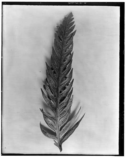 Woodwardia orientalis (chain fern).
Pinna to show sori.
Same pinna as neg. No. 3260.