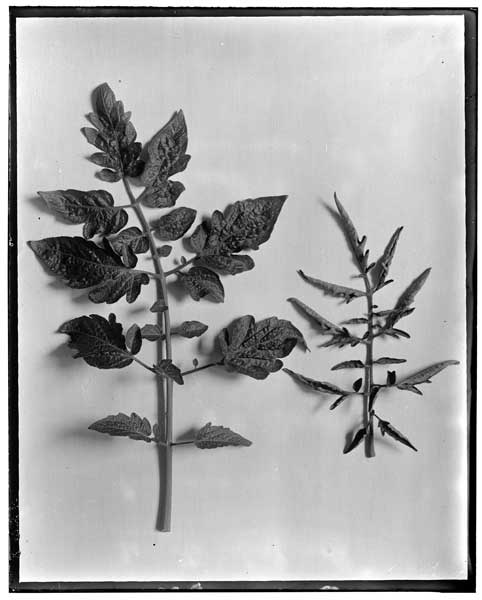 Tomato "leaf-roll".
Earliana var. from E. D. Eddy.