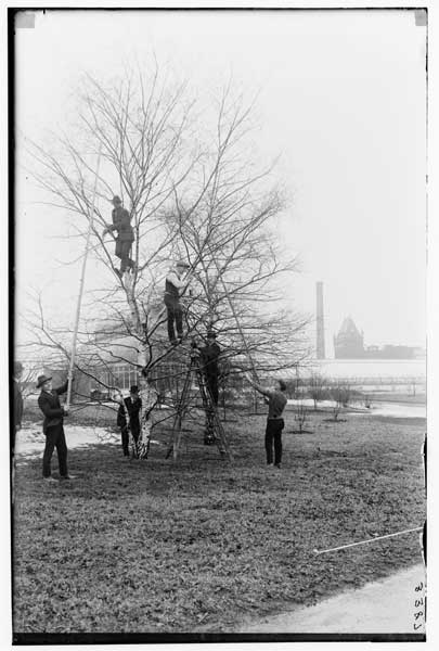 Soldier (ex) students pruning tree.
