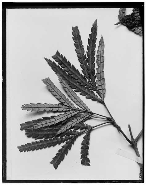 Lyonothamnus asplenifolius fern like leaves, Herbarium.