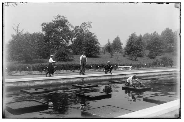 Lily Pools.
Conservatory, planting of.  1921.