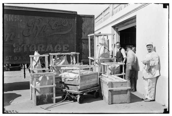 Ferns.
Ready for shipment to Boston fern exhibit, 1921, when gold medal was won.