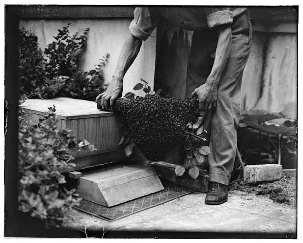Honeybees, swarm of, being hived by Frank Stoll, in his garden, B. B. G.  1922.