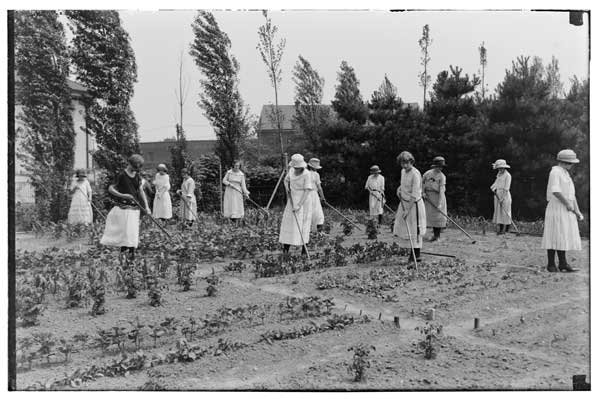 Cultivating.
In Children's Garden.  12 girls, late June 1923.