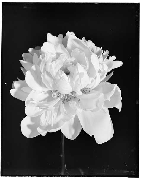Peony Dr. "Bretonneau."
(Syn. Lady Leonora Bramwell)  Fige. Mrs.  Harding.  
Guards and crown only.