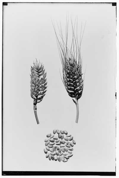 Wheat.
Triticum compactum.  Club wheat.