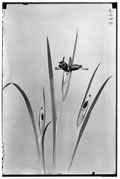 Iris graminea.