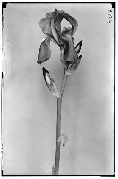 Iris pallida dalmatica.
