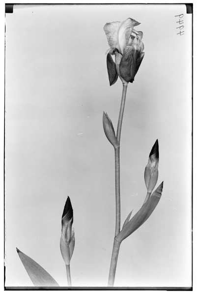 Iris pallida var. isoline.