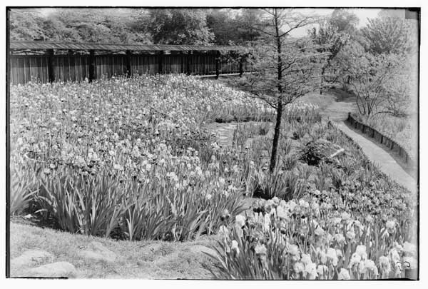 Iris Plantation.
Tall bearded irises in Japanese Garden.
