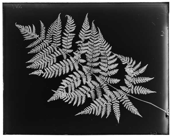 Dryopteris dilatata.
Leaf.  Herbarium specimen.
Byfield, Mass.