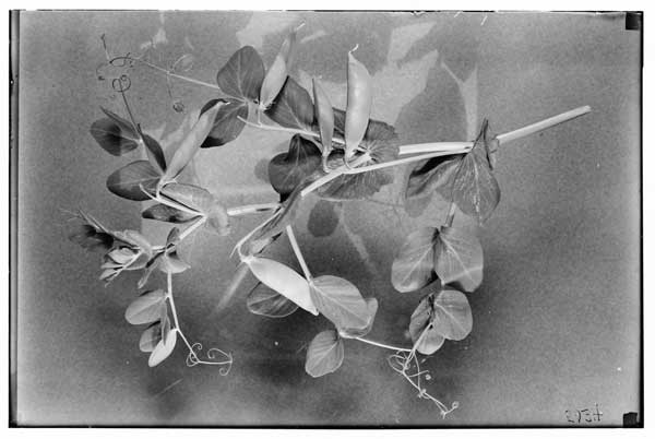 Plant Breeding and Genetics.  Pisum Sativum.  Emerald pods and foliage.
