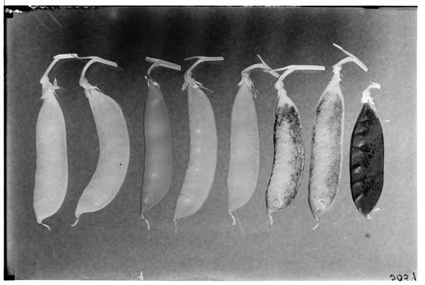 Plant Breeding and Genetics.  Pisum Sativum.  Pod types-left to right- G.R Pp R. P. Gl. Gr. PpPPGl.  Y Pp R.P Gl (peach) gl. gr.  Glgr. N. parch.  Em. Parch Gl. Yell. Parch. S.O. (P32)  Yell. 34.