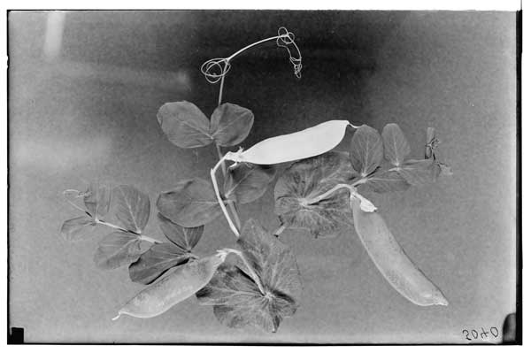 Plant Breeding and Genetics.
Pisum Sativum.  Pods-Purple, yellow 32&Green gl.  See painting by C. Van Brunt.