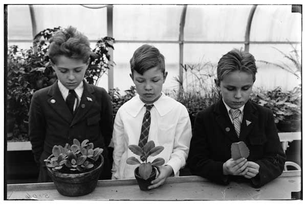 Greenhouse work.
3 boys raising Bryophyllum plants from leaf, 1923.