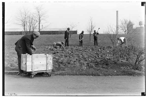 Bulb-planting.
Mattocks used, 1914.