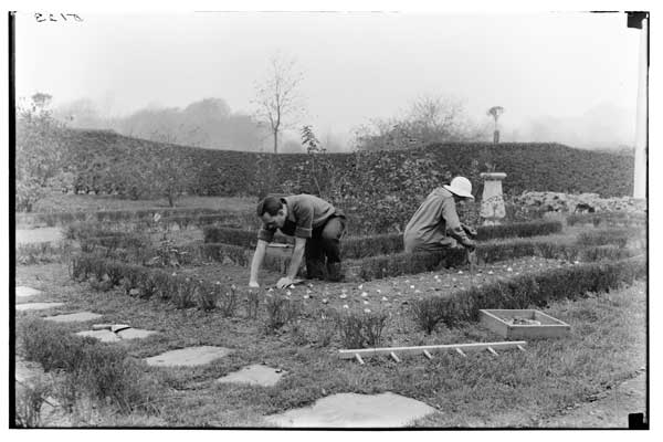Bulb-planting.
Tulip bed.  Formal Garden-1924.  Mrs. Free and Gorden Utter.