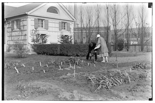 Perennials.
Planting border of, at Children's House, 1924.