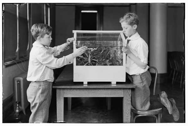 Wardian case.  
Two boys inserting glass top-1924.