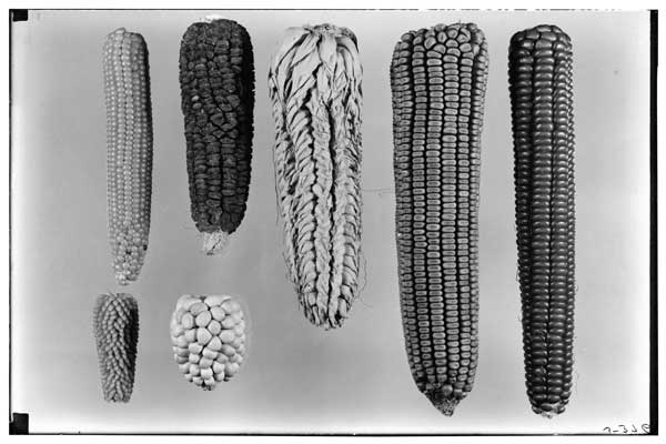 Zea mays.
Types of main groups.