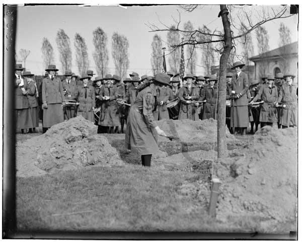 Ulmus americana.
Planting of by Girl Scouts, 1925.