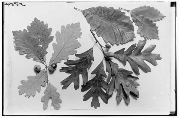Quercus alba from New Haven. Q. Prinus from Staten Island.  Alba x Prinus (?) from Staten Island.