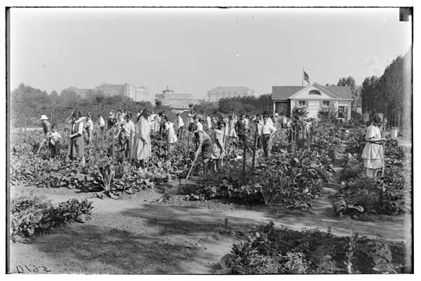 Children's Garden.
Looking N. children at work, late summer, 1925.