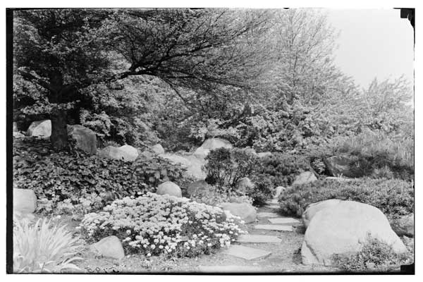 Rock Garden.
Looking N.
Malus floribunda, Iberis saxatilis, Prinula Columnae, ectera Helix.